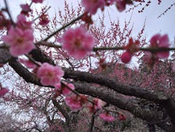 偕楽園本園に投稿された画像（2026/3/4）