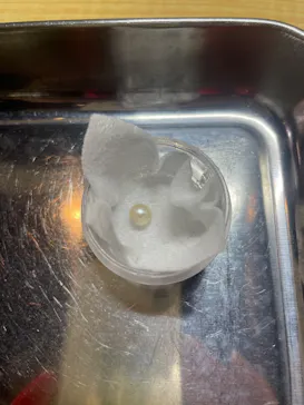 三重県真珠に投稿された画像（2026/3/4）