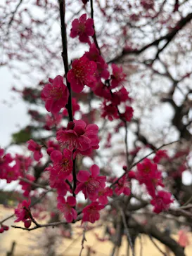 偕楽園本園に投稿された画像（2026/3/4）