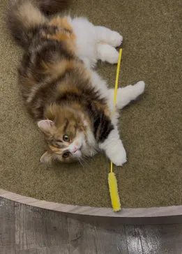 猫カフェモカ　渋谷公園通り店に投稿された画像（2026/3/5）