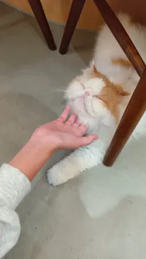 猫カフェモカ 梅田店に投稿された画像（2026/3/5）