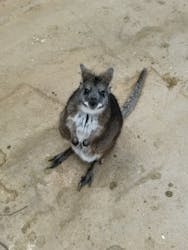 しろとり動物園に投稿された画像（2026/3/5）