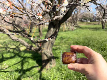 偕楽園本園に投稿された画像（2026/3/5）