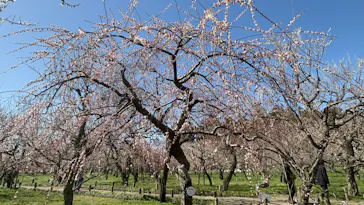 偕楽園本園に投稿された画像（2026/3/5）