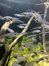 カワスイ 川崎⽔族館に投稿された画像（2026/3/5）