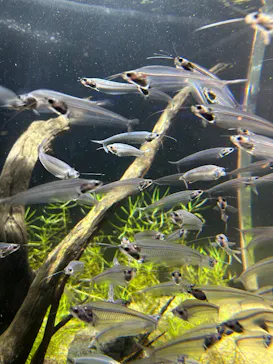 カワスイ 川崎⽔族館に投稿された画像（2026/3/5）