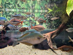 カワスイ 川崎⽔族館に投稿された画像（2026/3/5）