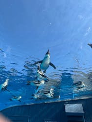 サンシャイン水族館に投稿された画像（2026/3/5）