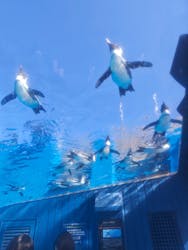 サンシャイン水族館に投稿された画像（2026/3/5）