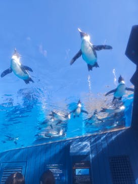サンシャイン水族館に投稿された画像（2026/3/5）