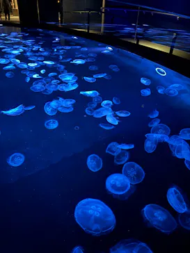 すみだ水族館に投稿された画像（2026/3/5）