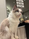 猫カフェモカ　イオンモール高崎店に投稿された画像（2026/3/5）