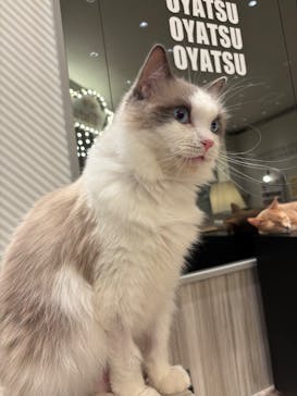 猫カフェモカ　イオンモール高崎店に投稿された画像（2026/3/5）