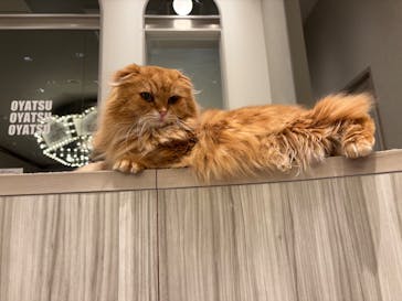 猫カフェモカ　イオンモール高崎店に投稿された画像（2026/3/5）