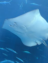 沖縄美ら海水族館に投稿された画像（2026/3/5）