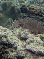 沖縄美ら海水族館に投稿された画像（2026/3/5）