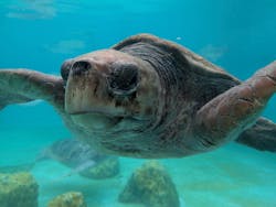 沖縄美ら海水族館に投稿された画像（2026/3/5）