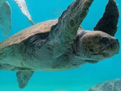 沖縄美ら海水族館に投稿された画像（2026/3/5）