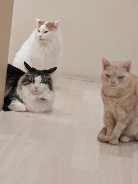 Cat Café MOFF グランベリーパーク店に投稿された画像（2026/3/5）