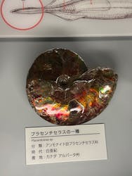 福井県立恐竜博物館に投稿された画像（2026/3/5）