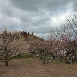 偕楽園本園に投稿された画像（2026/3/5）