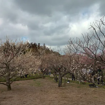 偕楽園本園に投稿された画像（2026/3/5）