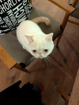 猫カフェモカ　池袋東口店に投稿された画像（2026/3/5）