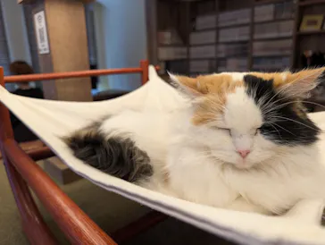 猫カフェモカ　池袋東口店に投稿された画像（2026/3/5）