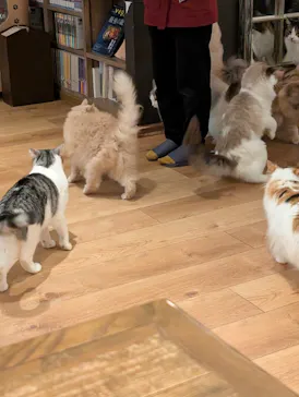 猫カフェモカ　池袋東口店に投稿された画像（2026/3/5）