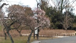 元離宮二条城に投稿された画像（2026/3/5）