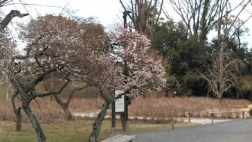 元離宮二条城に投稿された画像（2026/3/5）