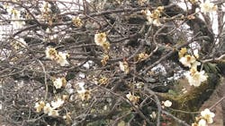 元離宮二条城に投稿された画像（2026/3/5）