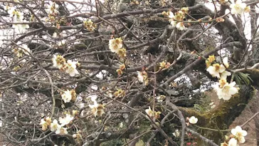 元離宮二条城に投稿された画像（2026/3/5）