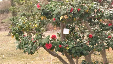 元離宮二条城に投稿された画像（2026/3/5）