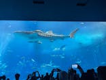 沖縄美ら海水族館に投稿された画像（2026/3/6）