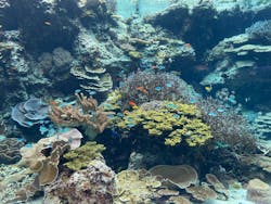 沖縄美ら海水族館に投稿された画像（2026/3/5）