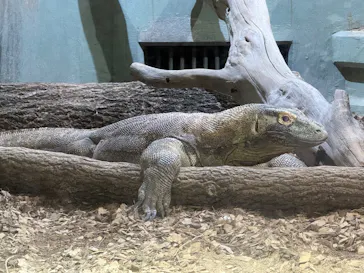 名古屋市東山動植物園に投稿された画像（2026/3/5）