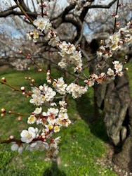 偕楽園本園に投稿された画像（2026/3/5）