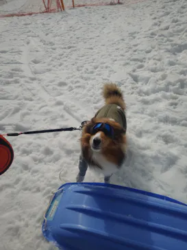 黒姫高原スノーパーク・KUROHIME GREEN GARDENに投稿された画像（2026/3/5）