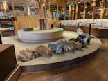 猫カフェモカ　池袋本店に投稿された画像（2026/3/6）