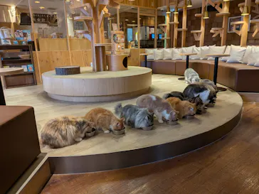 猫カフェモカ　池袋本店に投稿された画像（2026/3/6）