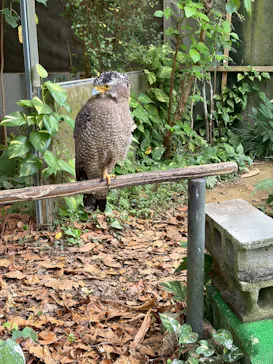 石垣やいま村に投稿された画像（2026/3/6）