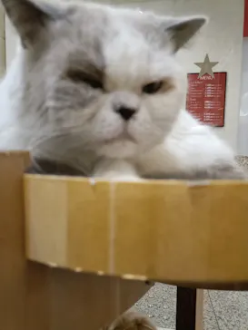 Cat Café MOFF つかしん店に投稿された画像（2026/3/6）