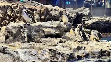 すみだ水族館に投稿された画像（2026/3/6）