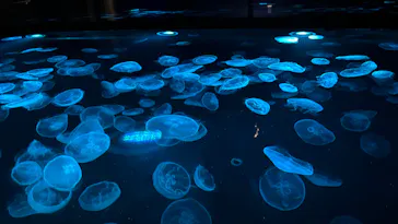 すみだ水族館に投稿された画像（2026/3/6）