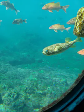 串本海中公園水族館に投稿された画像（2026/3/6）