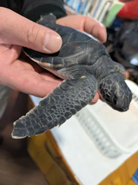 串本海中公園水族館に投稿された画像（2026/3/6）