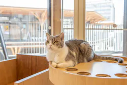 Cat Café MOFF SHIMINT HIROSHIMA店に投稿された画像（2026/3/6）