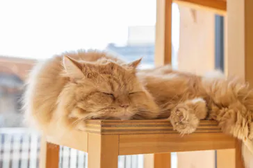 Cat Café MOFF SHIMINT HIROSHIMA店に投稿された画像（2026/3/6）