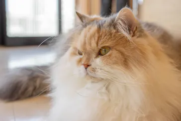 Cat Café MOFF SHIMINT HIROSHIMA店に投稿された画像（2026/3/6）